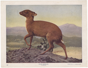 Pygmy Antelope